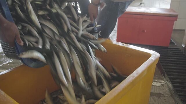 Fishery Pouring Fresh Small Mackerel Fish into Container at Indonesian Fish Market