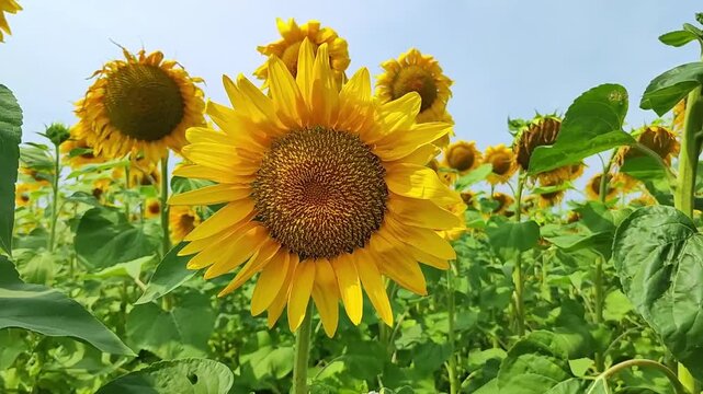 Closeup sunflower head in expansive field of yellow blooms beneath soft sky, with sharp petals, rich central disk, and layered floral rows fading toward distant trees