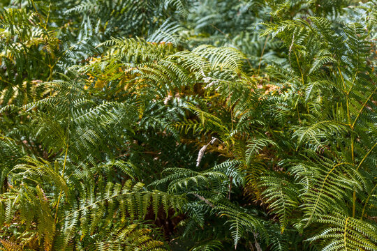 Lush green and golden fern fronds blanket