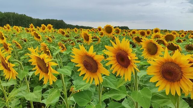 Sunflower field beneath overcast sky, bright yellow blooms filling foreground and midground with green leaves, layered petals, seed disks, and rural agricultural rows