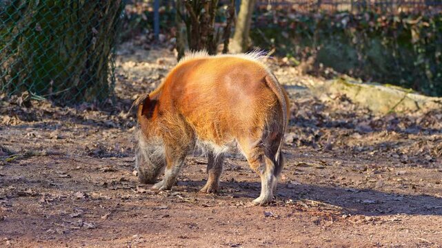 Red river hog, Potamochoerus porcus, also known as the bush pig. This pig has an acute sense of smell to locate food underground.