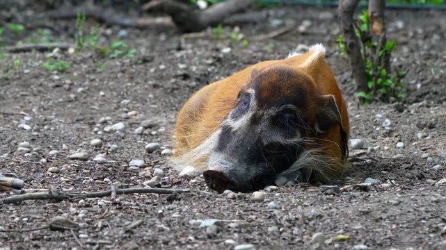 Red river hog, Potamochoerus porcus, also known as the bush pig. This pig has an acute sense of smell to locate food underground.