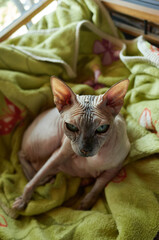 Cat resting on a green blanket indoors during daylight in a cozy room © mira_y