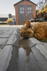 Cat resting near a puddle on a paved path in a backyard during daylight hours © mira_y