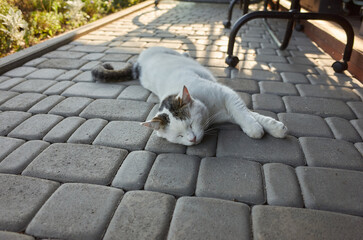 Cat sleeping on stone patio in a garden during the afternoon sunlight © mira_y