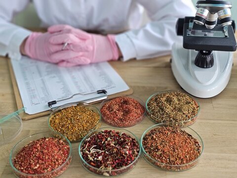 Laboratory worker examines spice samples under a microscope in a research