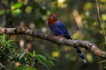 Fototapeta premium Colorful Lilac Breasted Roller and Blue Winged Macaw Perched on a Branch in Tropical Nature, Exotic Blue and Red Parrots with Vibrant Feathers and Beaks
