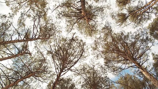 Towering trees with greenish-brown foliage sway gently in the breeze, creating a tranquil natural atmosphere.
