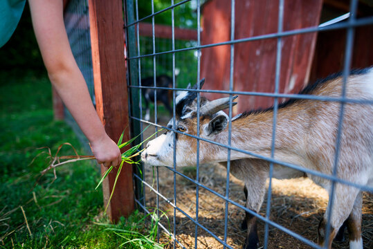 Close-up side view of a Boy's hand feeding a handful of grass to a goat in an animal pen
