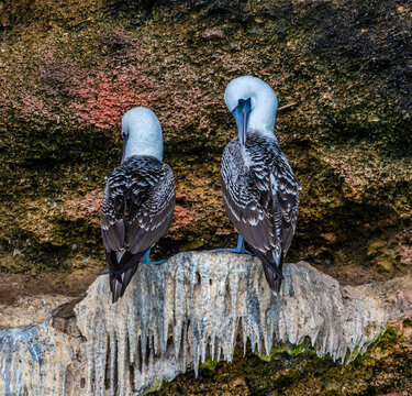 A view of a pair of Peruvian boobies preening on a ledge in a cave on the Ballestas Islands, Paracas, Peru in the dry season