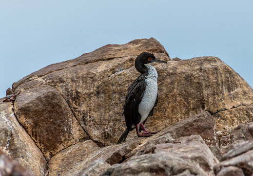 A view of a Red legged Cormorant on the top of an islet in the Ballestas Islands, Paracas, Peru in the dry season