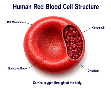 Human Red Blood Cell Structure Medical Educational Anatomy Infographic