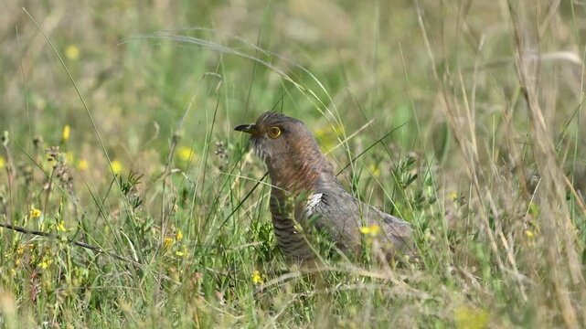 Common Cuckoo Sitting in Grass and Looking Around