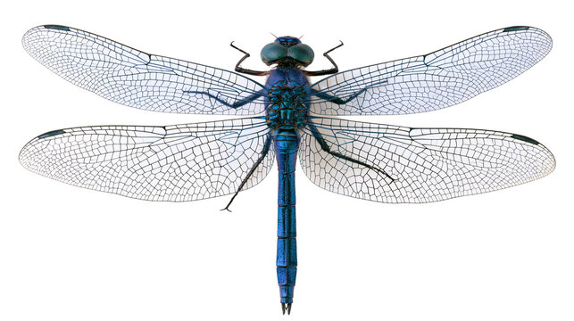 Blue metallic dragonfly with wings and large eyes