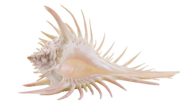 Spiky ornate seashell with delicate pointed spines and pearlescent sheen