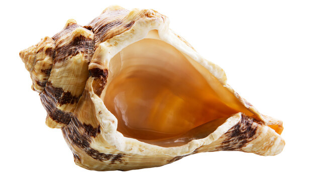 Large spiral conch seashell with brown stripes and orange interior