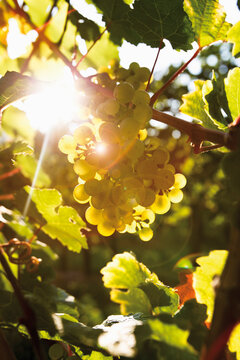 Germany, North Rhine Westphalia, Oberwesel, Green grape-vine, close-up