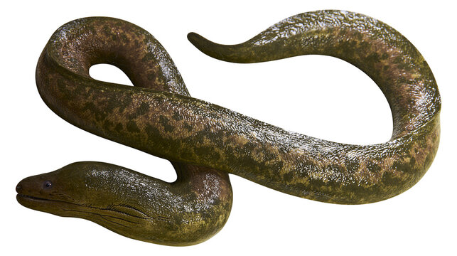 Moray Eel with Mottled Green and Brown Skin