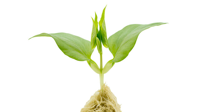 Young green plant with visible roots and new leaves sprouting