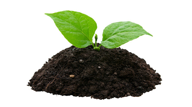 Small green sprout growing from dark soil mound