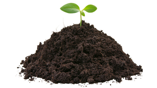 Small green sprout emerging from dark soil mound