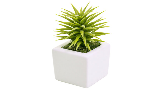 Green succulent plant in white square pot with moss