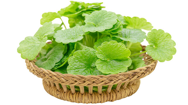 Fresh green Centella Asiatica leaves in woven basket