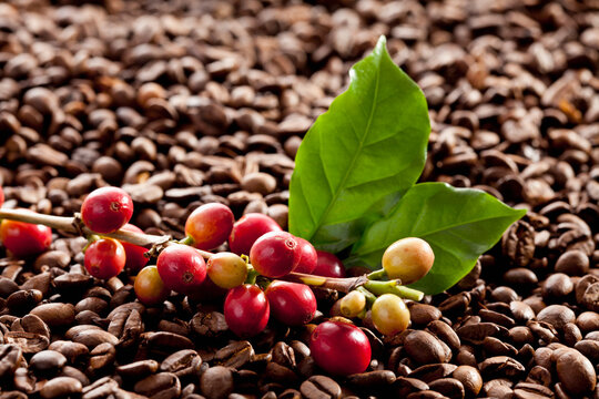 Fresh and roasted coffee beans with leaf, close up