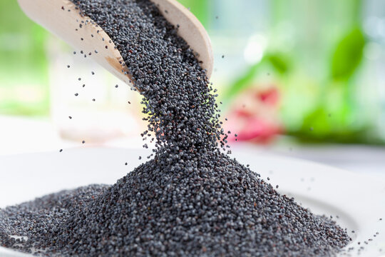 Blue poppy seeds pouring from wooden scoop, close up