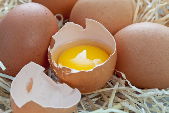 Fresh eggs on wood wool