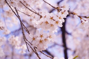 Naklejka premium cherry tree blossom