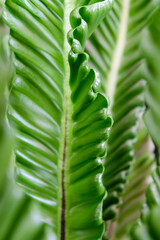 Close-up texture of Asplenium nidus or Cobra fern foliage in a home garden © renipurnama