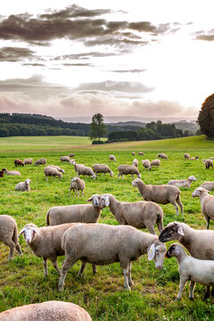 A flock of sheep grazes on a green meadow in Germany at dusk