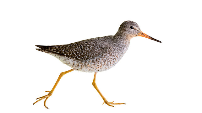 Spotted sandpiper bird with orange legs walking