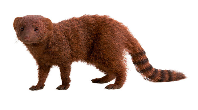 Brown banded mongoose with striped tail standing