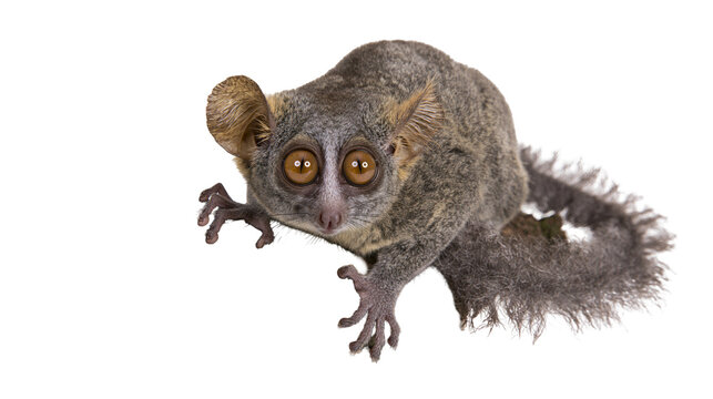 Bushbaby lemur with large round eyes and furry tail