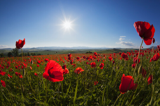 Italy, Tuscany, Crete, View of red poppy field at sunrise