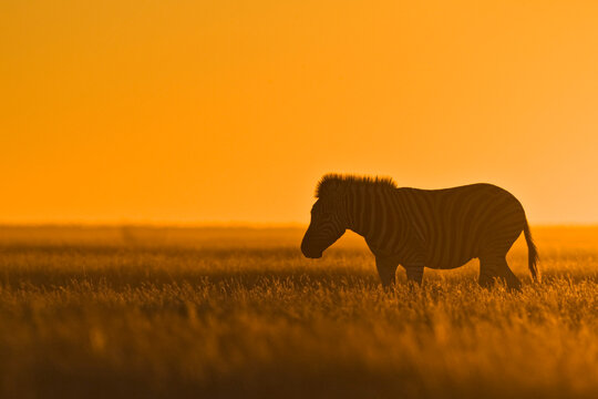 Africa, Zebra (Equus quagga Burchelli) at sunset