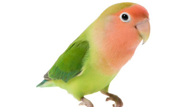 Peach-faced lovebird with green wings and body