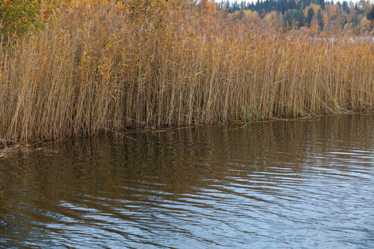 A dense thicket of yellow and golden phragmites reeds growing along the calm water edge of a lake during a sunny autumn day. Soft ripples on the dark water surface with distant fall forest background