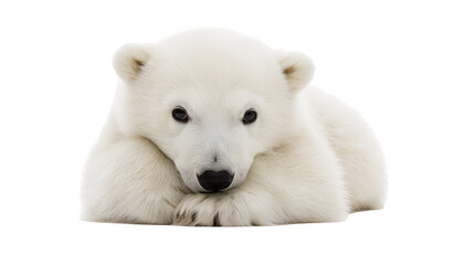 Cute polar bear cub resting on white © Thaddeus