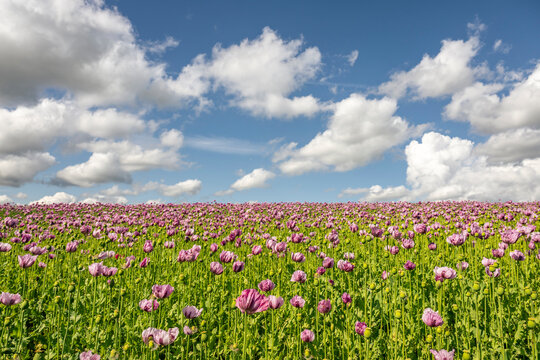 The purple poppy field covers the landscape in Germerode