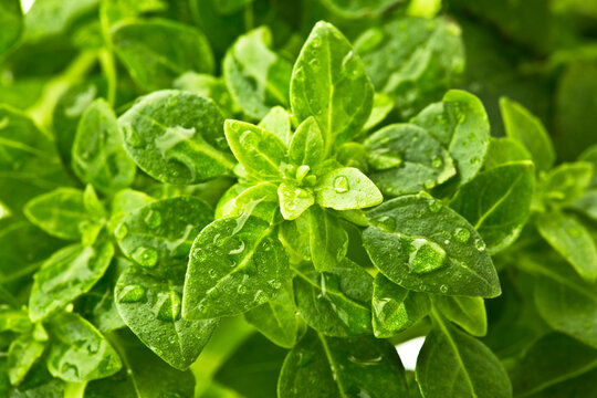 Eton crop basil, close up