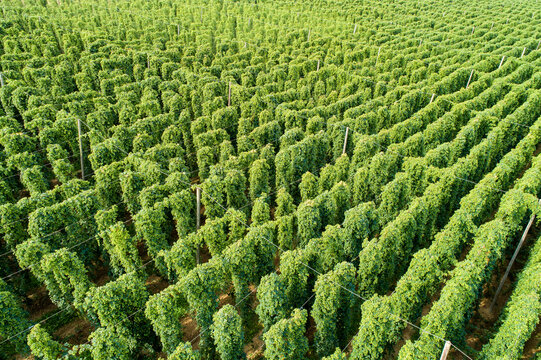 Hop field, Humulus lupulus