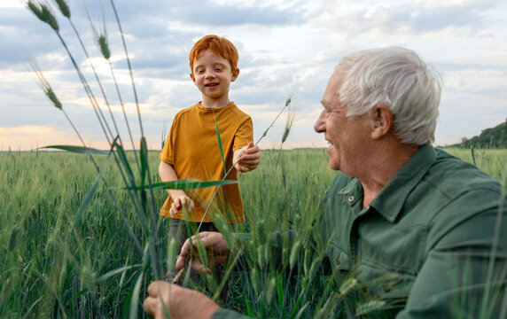 Grandfather and grandson examine a wheat spikelet in the field