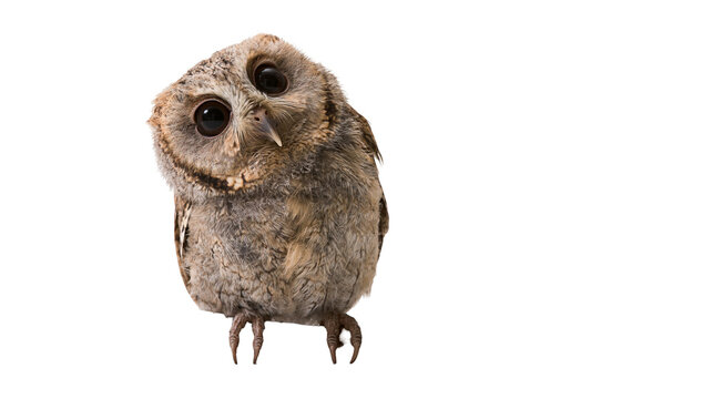 Small fluffy owl with big dark eyes tilted head