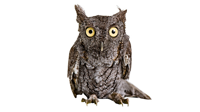 Screech owl with large yellow eyes and ear tufts