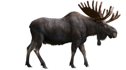 Large male moose with impressive antlers standing on white © Thaddeus