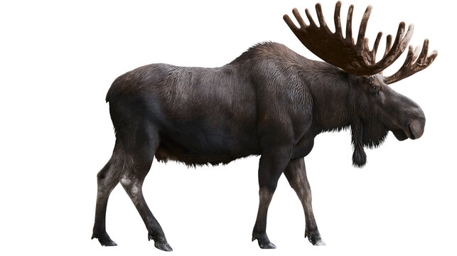 Large male moose with impressive antlers standing on white