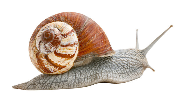 Garden snail with brown and white spiral shell on white